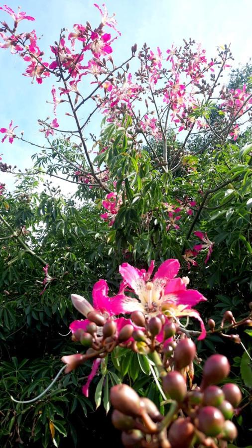 La Terraza del Pochote Oaxaca Esterno foto